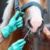 Equine Herpes Virus Outbreak